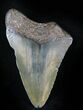 Bargain Juvenile Megalodon Tooth #23367-1